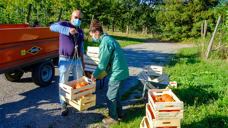 Pépinière Nord (cimetière Parc). Comme sur tous les sites des Paysages nourriciers, les légumes sont pesés avec les bénévoles qui aident à la récolte. Depuis le lancement de l’opération, près de 9 tonnes ont été distribuées.