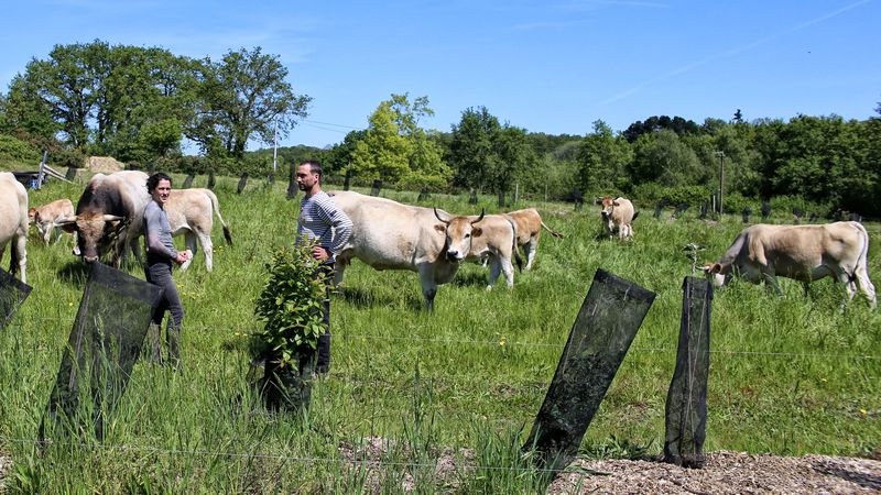Plantons et préservons les haies dans nos jardins et nos campagnes
