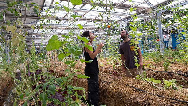 L’agronaute teste des cultures de légumes et herbes aromatiques sur bottes de paille.