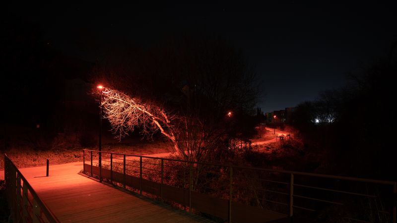 Doit-on éteindre les lampadaires pour préserver la biodiversité ? 
