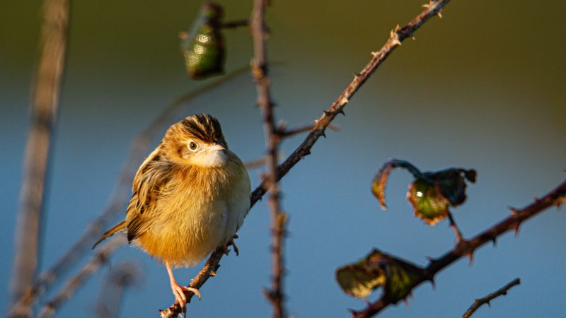 Ces espèces en danger ont besoin de nous