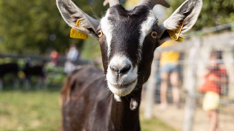 Chèvres, vaches, âne, canards et dindons retrouvent le public pour une nouvelle saison de visites et d'animations gratuites, du 12 avril au 25 octobre 2023. © Jean-Félix Fayolle