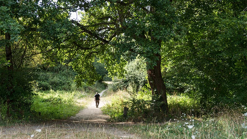 Foretsurbaines800.jpg