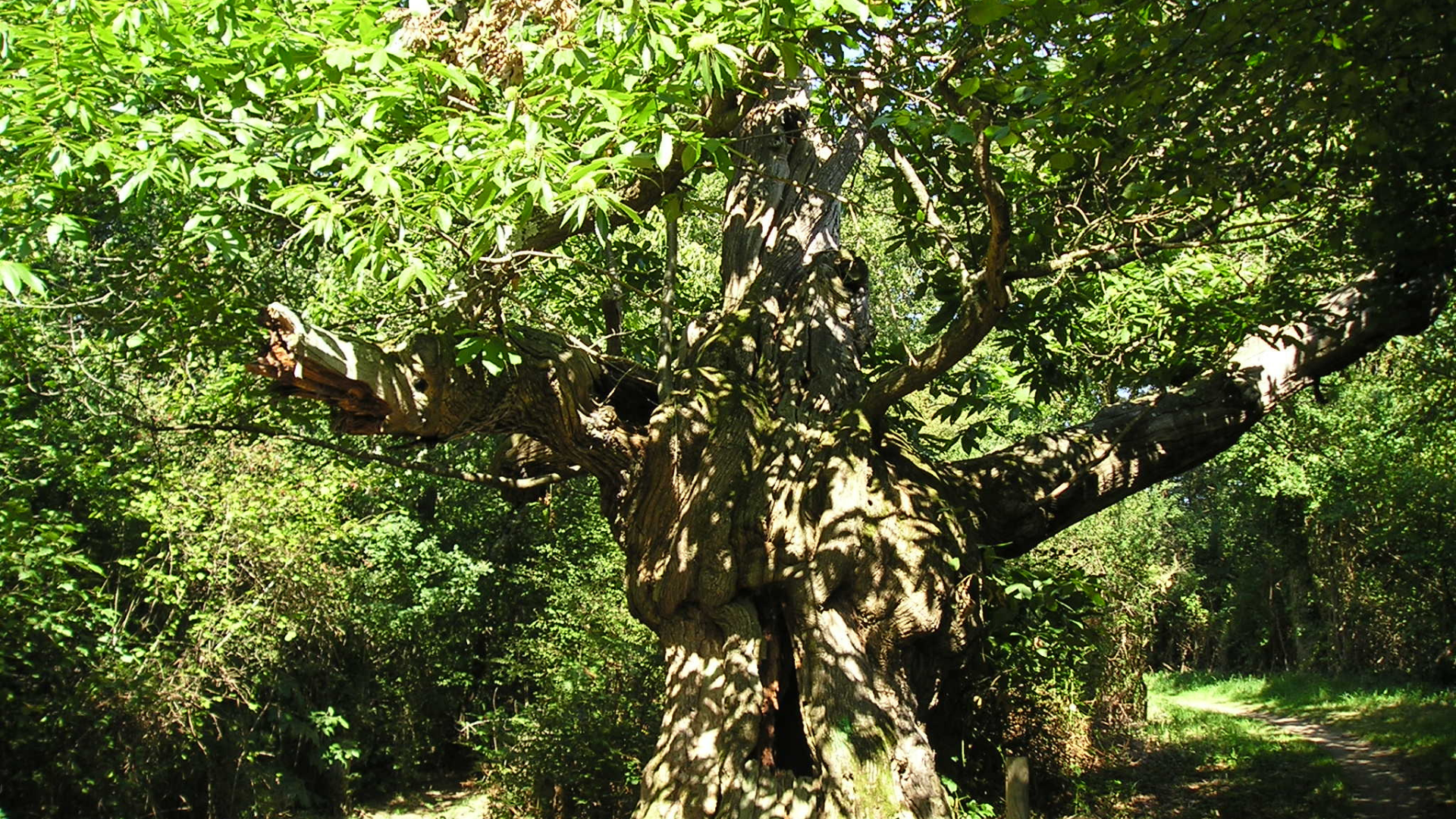 En quête d’arbres remarquables