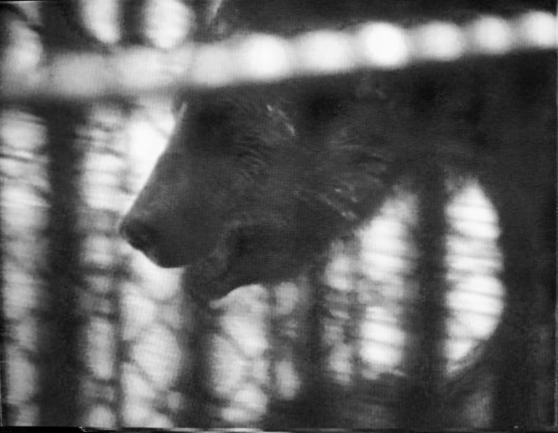 1_Simone-Forti_Three-Grizzlies.jpg