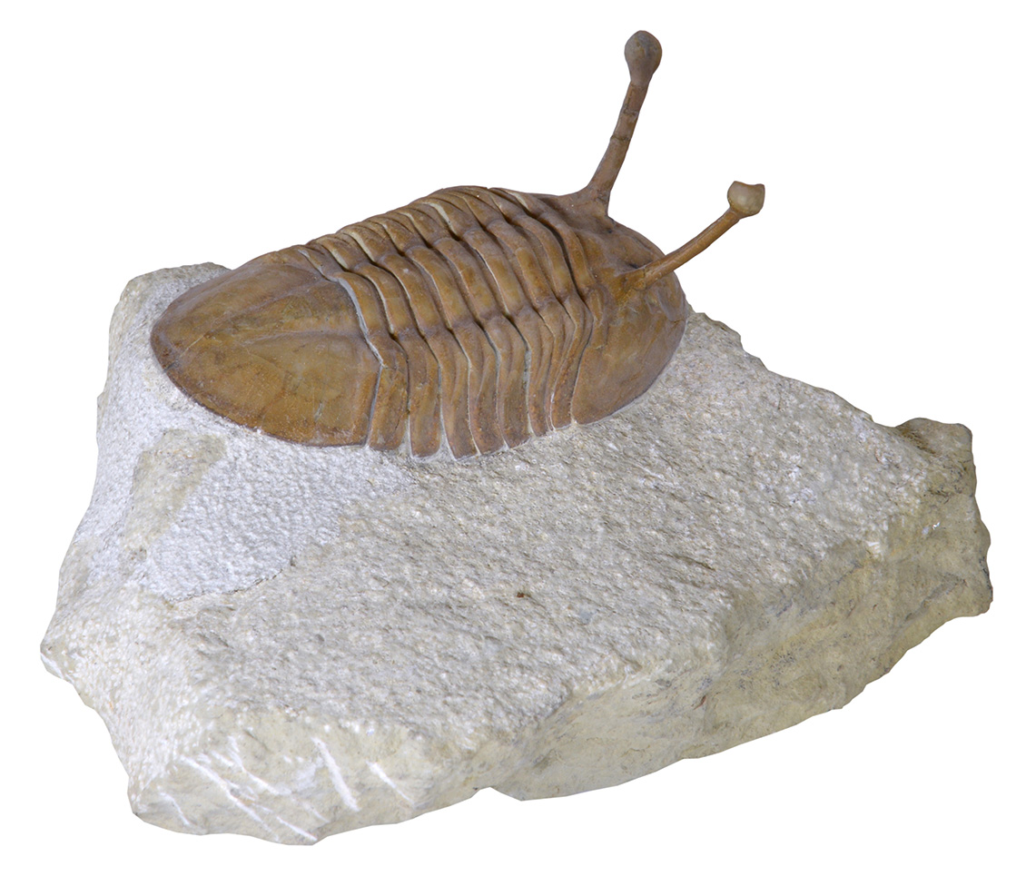 Fossile de trilobite