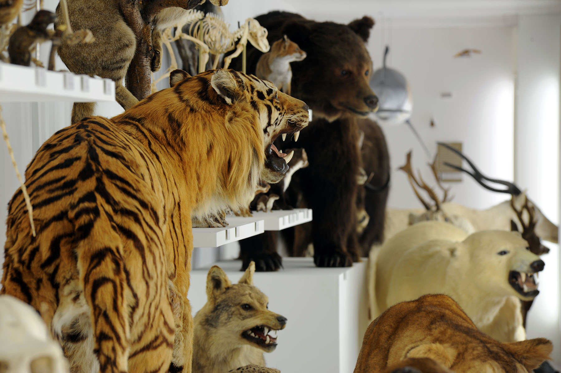 Interieur d'une vitrine de la salle de zoologie