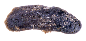 MHNN.G.000180.jpg