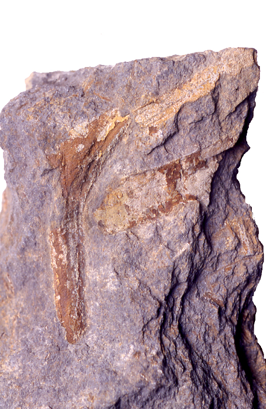 P.030393.jpg