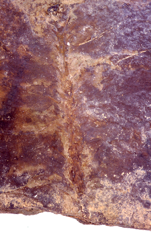 P.030833_b.jpg
