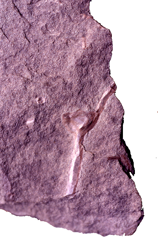 P.031435.jpg