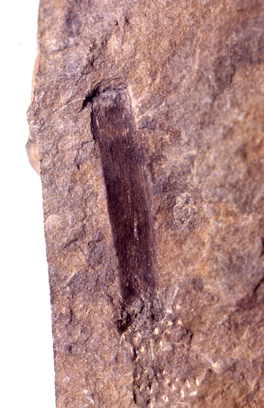 P.031436.jpg