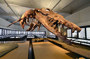 web_basilosaurus_20130403_019.jpg